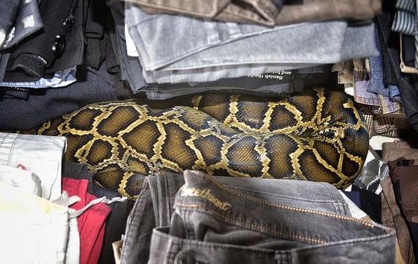 Python hides in flea market clothes, goes after TV reporter