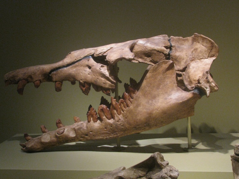 Whale fossil