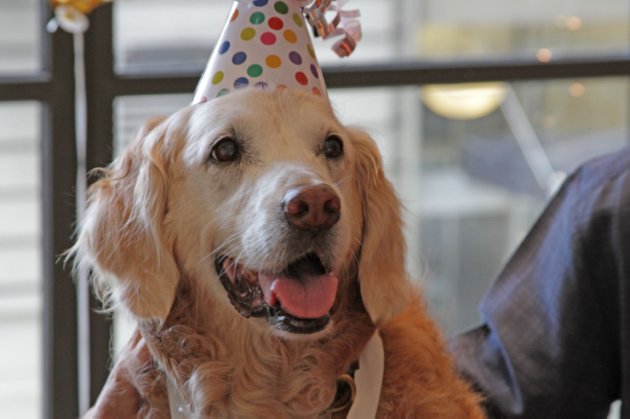 Bretagne's Sweet 16 : 9/11 Dog Celebrates In NYC Style (PHOTOS, VIDEO)