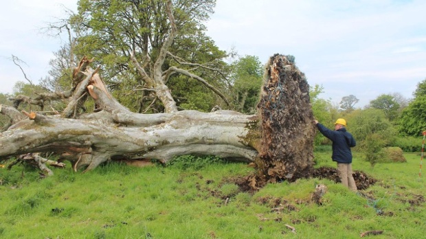 Tree Skeleton CNN