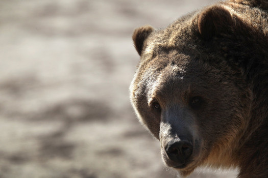 A grizzly bear waits to be fed at The Wild Animal Sanctuary