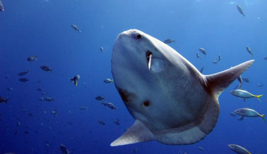 A sun fish swims off of the Desventuradas Islands