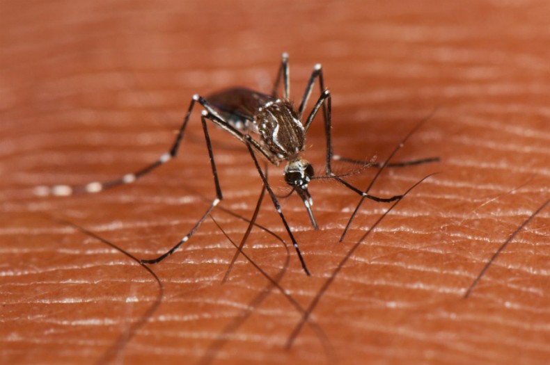 AAP Govt seek Chinese help to control Dengue