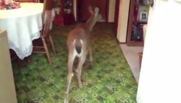 Deer in House CNN