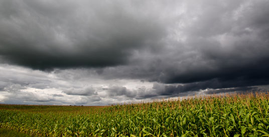 Budget Deal Could Cut Billions from Crop Insurance