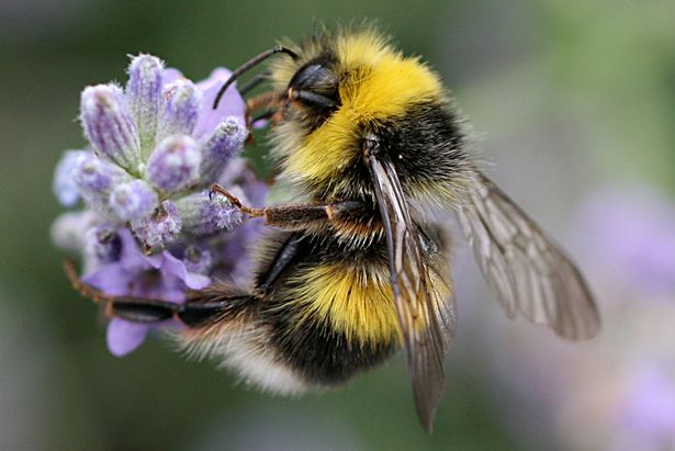 A male white-tipped bumblebee which is one of 250 species of bee in the UK