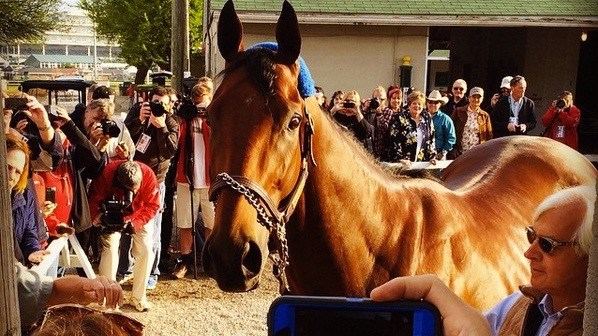 American Pharoah poses for fans the morning after he won the Kentucky Derby