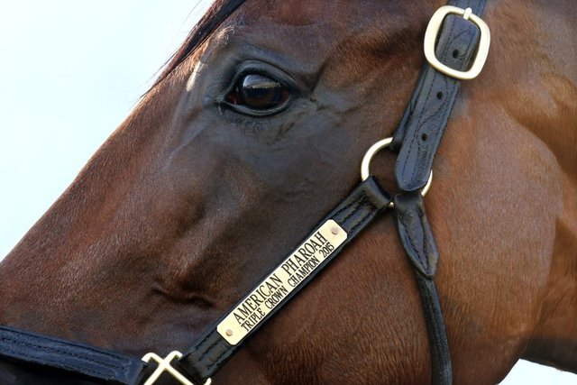 American Pharoah arrives for final race