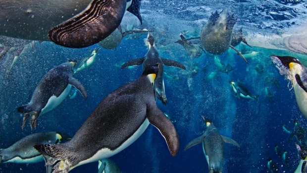 A sunlit mass of emperor penguins at the edge of the frozen area of the Ross Sea Antarctica. This