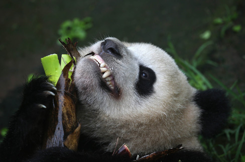 Giant Pandas Attract Visitors To Sichuan Province