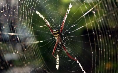 Spider in web