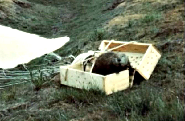 Beaver Parachuted into Frank Church River area of Idaho circa 1950 Still from Idaho Fish and Game film footage of operation beaver drop