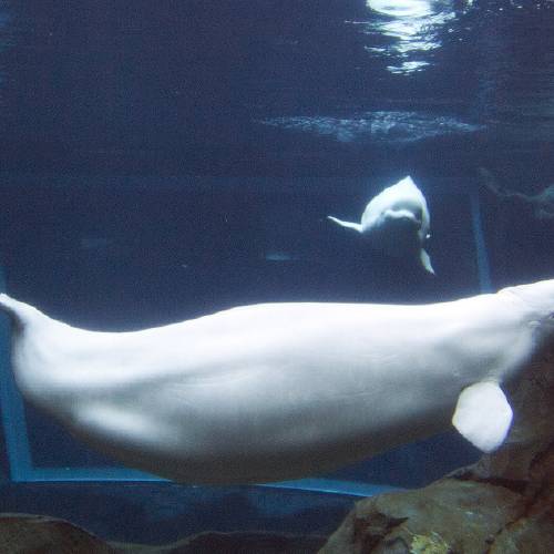 Georgia Aquarium's resident pregnant beluga whale Maris swims in the aquarium's tank in Atlanta. Aquarium chief veterinary officer Dr. Gregory Bossart said the female whale Maris died suddenly T