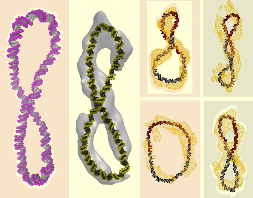 This image shows the structure of DNA calculated with the supercomputer simulations superimposed upon the electron cryo-tomography data; one can see that the familiar double helix has been either simply bent into a circle