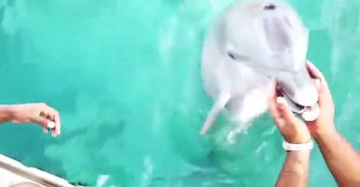 Woman drops phone in the sea dolphin retrieves it like a total hero