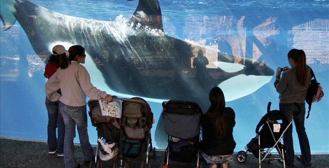 California commission to vote on SeaWorld's orca tank expansion