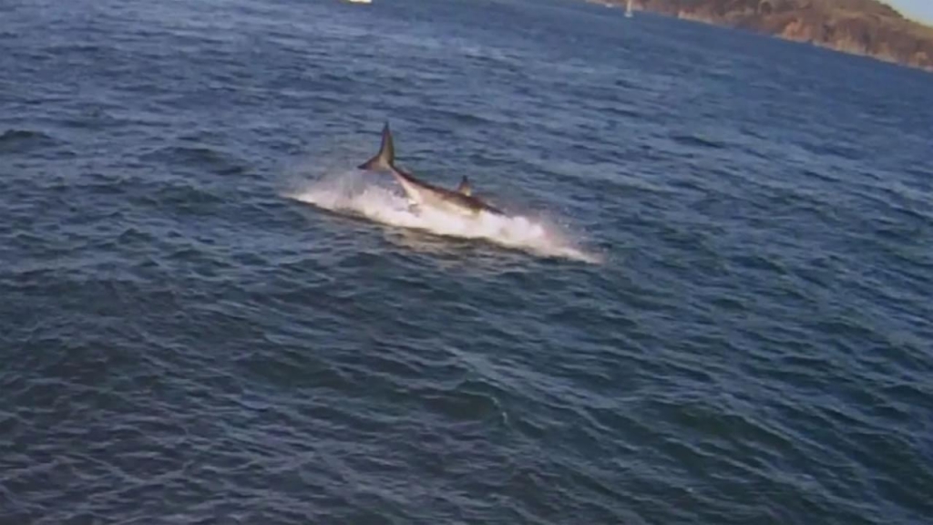 Cell phone video captured a great white shark eating a seal in the San Francisco Bay last month near Alcatraz