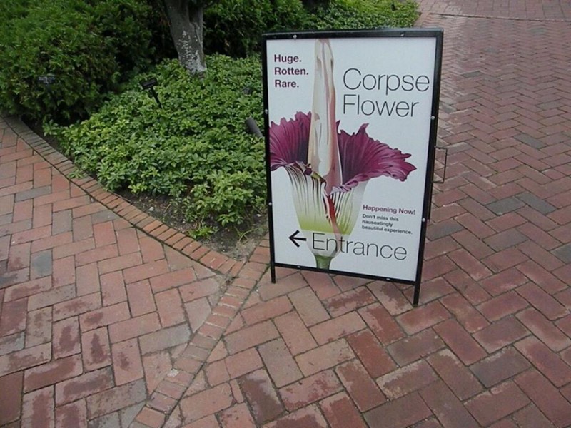 Corpse Flower Blooms Unexpectedly at Chicago Botanic Garden