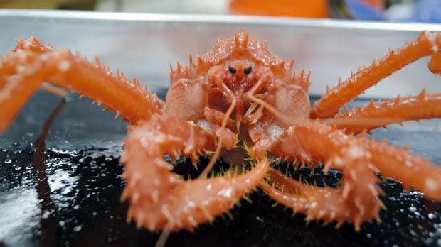 Rising temperatures of the ocean west of the Antarctic peninsula should make an invasion of king crabs possible within the nextseveral decades