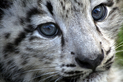 A World Wildlife Fund report released on the International Snow Leopard day draws attention that elusive snow leopards are more endangered than ever due to climate change