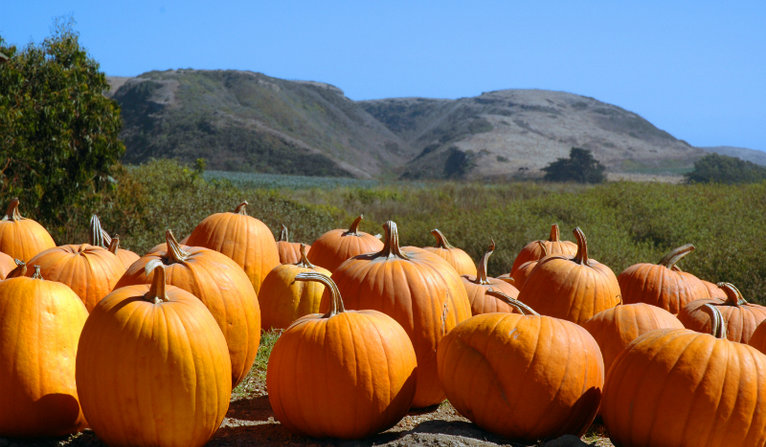 Pumpkin stand along the Pacific Coast Highway in California. Nearly all pumpkin production originates in Illinois