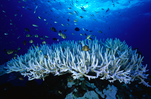 Coral bleaching in Papua New Guine Pacific