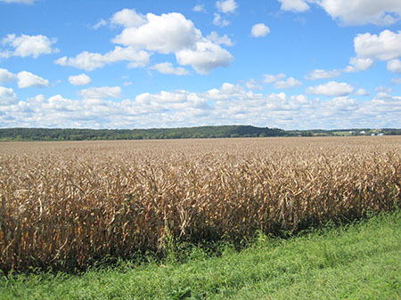 Harvest Progress Seen Near Average