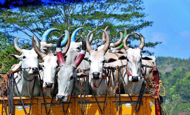 Cows being transported to a slaughter house in this file