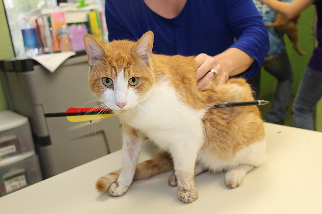 Cat found shot with arrow in Eaton County