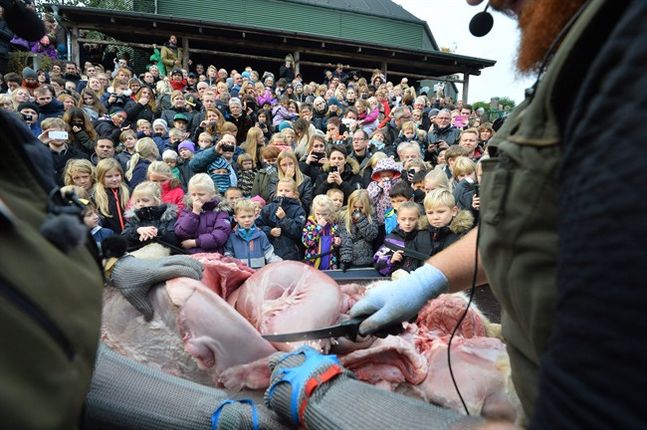 EDS NOTE GRAPHIC CONTENT Children reacts to the dissection of a dead male lion in the zoo in Odense Denmark Thursday Oct 15 2015. This year the zoo has killed three of its lions saying they had failed to find new homes for them despite numerous attem