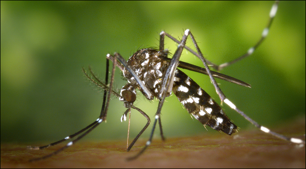 Nearly 700 killed by dengue in Brazil health officials- thenews