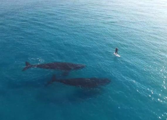 Drone Captures Gigantic Whales Swimming Incredibly Close to Paddle Boarder