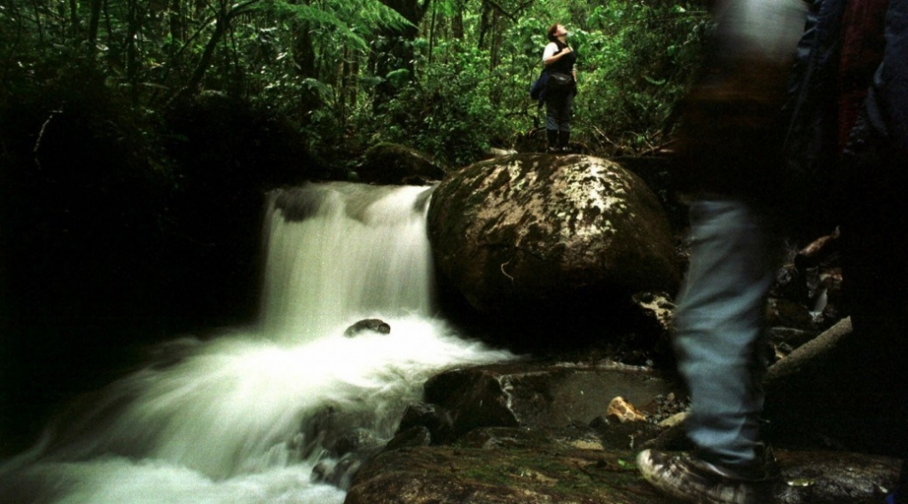 Ecotourism harms wildlife because it 'domesticates' animals, says research