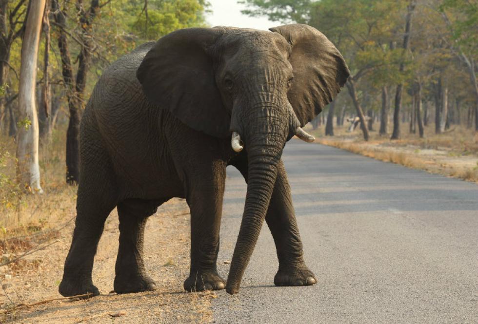 Associated Press An elephant crosses a road Oct. 1 in Hwange National Park Zimbabwe. Cancer is much less common in elephants than in humans even though the big beasts’ bodies have many more cells. That's a paradox known among scientists and now