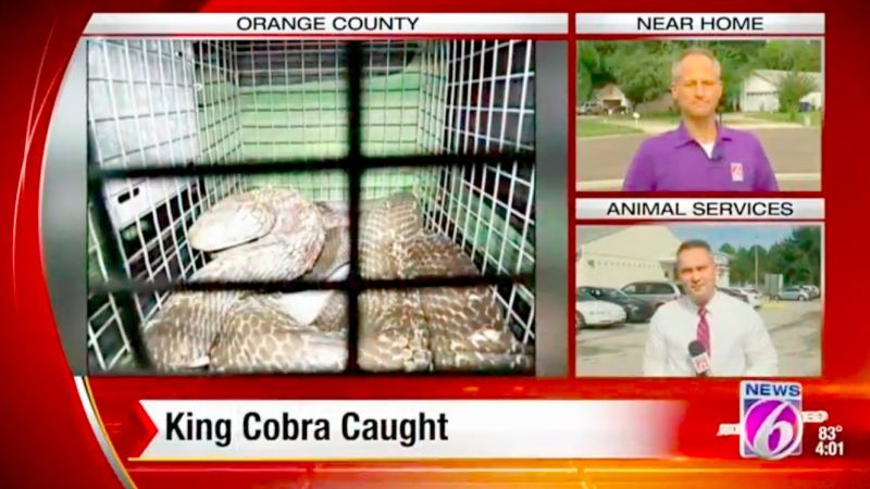 Escaped Cobra Named Elvis Caught Behind Florida Woman's Dryer