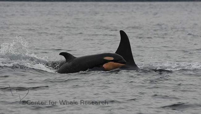 Sixth Baby Orca Spotted in Puget Sound