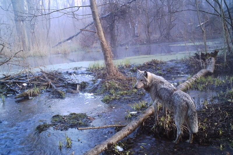 A lone wolf looks over the somber landscape in the Chernobyl Exclusion Zone. It is likely not alone due to rapidly increasing wolf populations