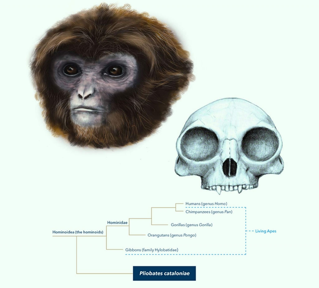 Pliobates cataloniae lived in what is now Spain during the Miocene epoch approximately 11.6 million years ago. Image credit Marta Palmero  Institut Catala de Paleontologia Miquel Crusafont