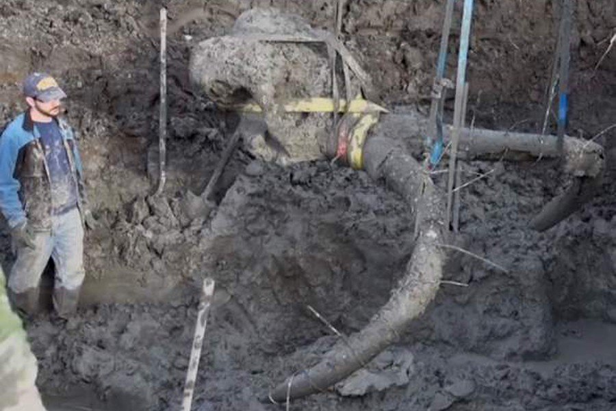 Farmer finds woolly mammoth bones in his field