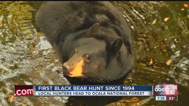 First bear hunt since 1994                      WFTS