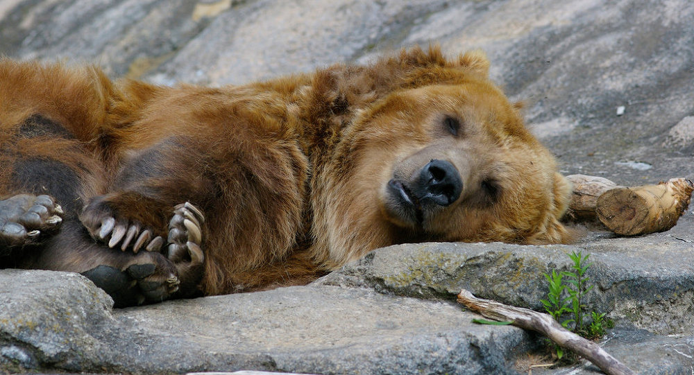 Brown Bear Napping