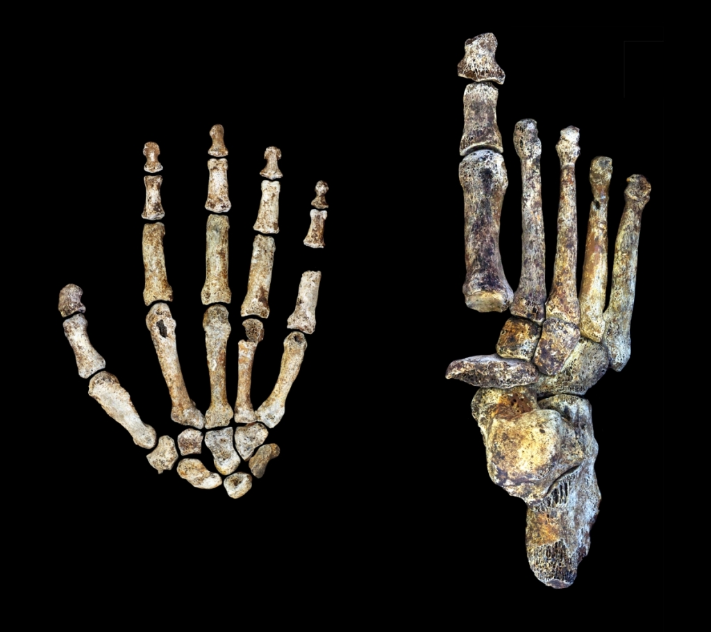 Homo naledi hand and foot