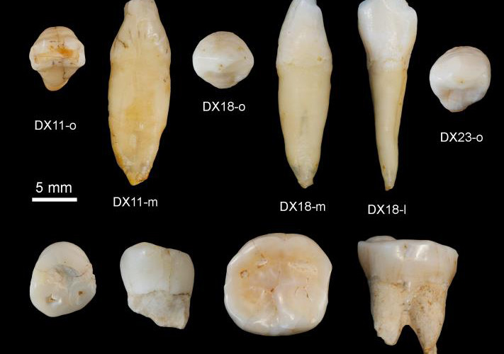 Forty-seven human teeth dug up out of a cave in southern China reveal that our species