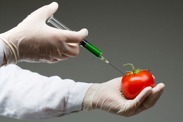 GM food Tomatoes are being created that are packed with disease-fighting natural chemicals