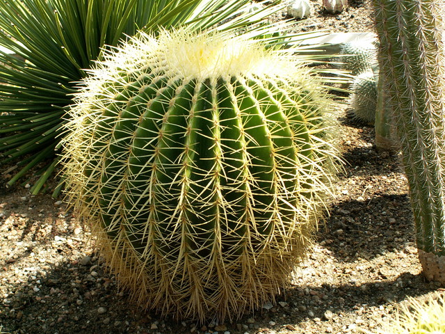 Prickly problem time as illegal cacti traders theaten arid ecosystems