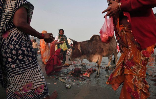 Hindu devotees offer prayers to a cow on the banks of the river Saryu during the Magh Mela festival at Ayodhya in the northern Indian state of Uttar Pradesh