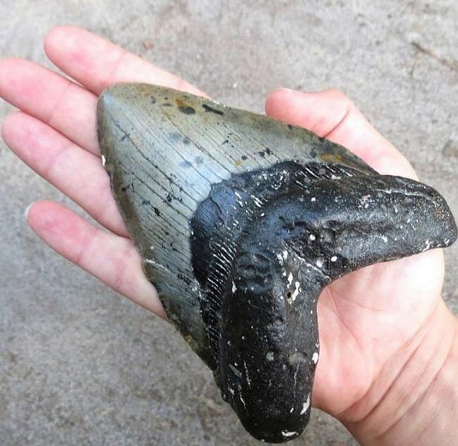 This shark's tooth was found recently by Mary Wasserman at North Topsail Beach