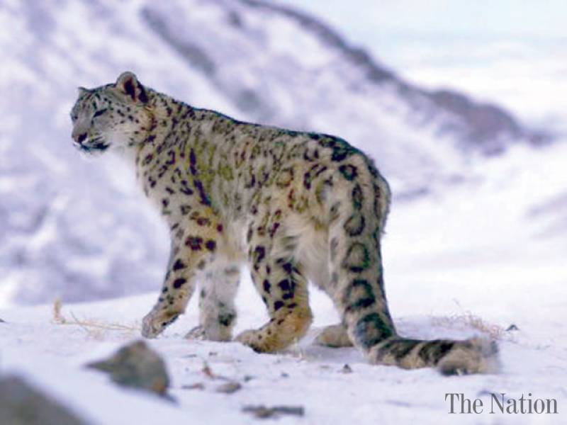 Snow Leopards Caught on Camera: Photos