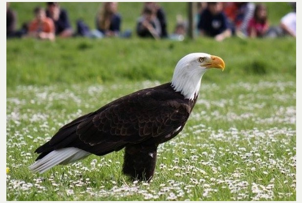 Helga the bald eagle is back home