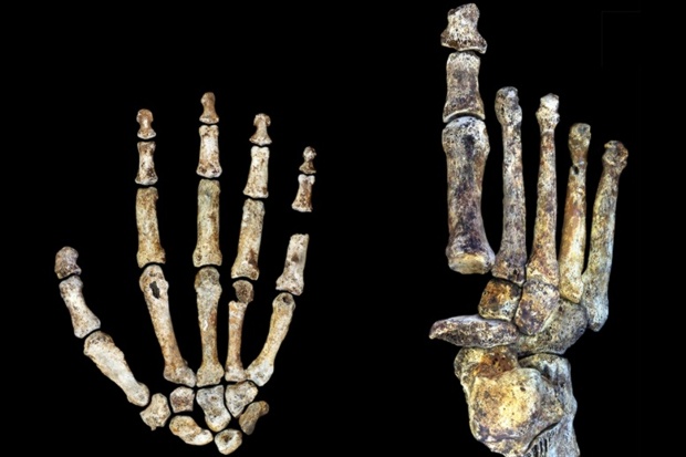 The hand and foot of H naledi